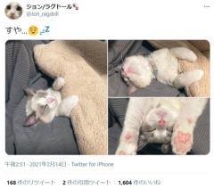 スヤア…… 肉球丸見えの子猫の寝姿が尊すぎる件