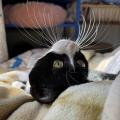猫のヒゲが開花！美しく咲き誇る「ひ..
