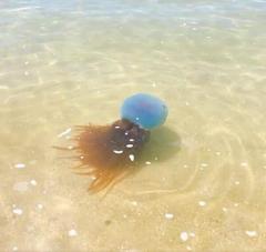 熊本県天草の海にホイミスライム出現！？目撃情報にSNS騒然
