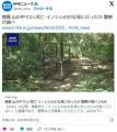 【徳島】「イノシシのわなを見に行った2人が帰ってこない」山中で70代男性2人が死亡…手足に複数の傷警察が調べ