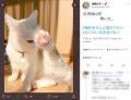 お花見がしたくなる？見事に咲いた肉..