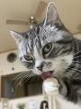 名探偵になりきれなかった猫錦糸たま..