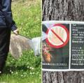 〈公園でセミ乱獲の外国人〉「幼虫を採取しないで！」注意しても「ナニ言ッテルカ、ワカラナイー」ペットボトルに大量に詰めて…専門家は「中国でセミは郷土の味、高潔のシンボル」