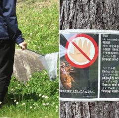 〈公園でセミ乱獲の外国人〉「幼虫を採取しないで！」注意しても「ナニ言ッテルカ、ワカラナイー」ペットボトルに大量に詰めて…専門家は「中国でセミは郷土の味、高潔のシンボル」のイメージ画像
