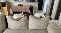 体重差がよくわかるソファに座った2匹の猫に「これが重力」のイメージ画像
