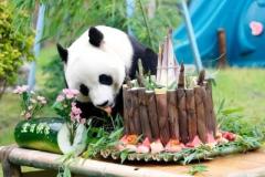 済南動物園のパンダ「雅吉」が10歳に―中国のイメージ画像