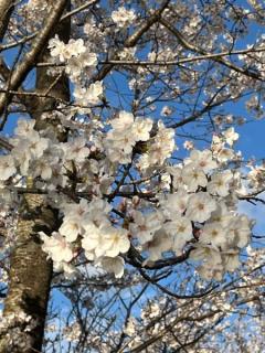 日本の桜のイメージ画像