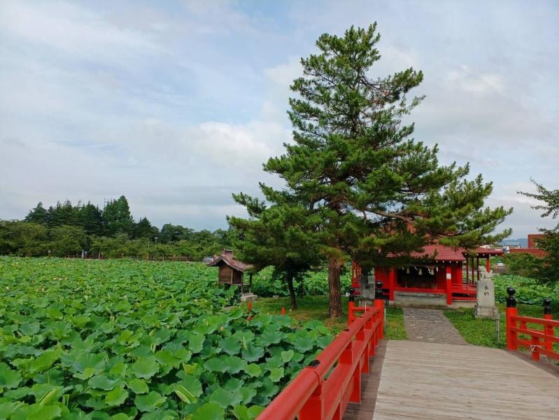 猿賀神社の蓮池のイメージ画像