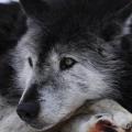 ドイツの繁華街で女性がオオカミに襲..