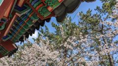 海東竜宮寺の桜のイメージ画像