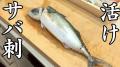嫌なことも忘れる。6月に食べたい旬の魚。真鯖とアオリイカ