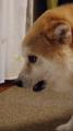 風でおしりを冷やす柴犬“なんとも言..
