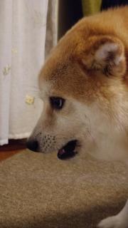 風でおしりを冷やす柴犬“なんとも言えない表情”が話題に