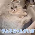 小澤美里、愛猫の飼い方で大炎上「飼..