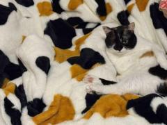 どこにいるかわかるかニャ？毛布の柄と三毛猫の柄が完全一致