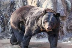 飼っていたクマに襲われ男性死亡“20年飼育”「熊は猟友会により射殺」 長野県松本市