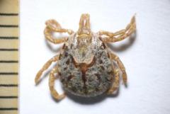 飼いネコ SFTS感染 茨城県内、マダニ媒介 関東で初確認