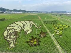菊川市の田んぼアート