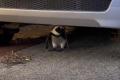 南アフリカの町で、車の下を覗いたら、ペンギンが休んでいた【動画】