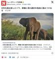 恨みを忘れない象　象に踏み殺された女が葬儀でも散々に踏みつけられる