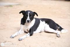 タイ南部ムック島でロシア人観光客のタイ人妻が野良犬に襲われる