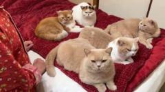 就寝時間に珍事件発生5匹の猫ちゃんがベッドを占領のイメージ画像