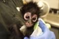 カリフォルニア州の動物園が、可愛い..