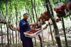 江西省広昌県、葉の茂る木々の下でキクラゲや生薬を栽培―中国のイメージ画像