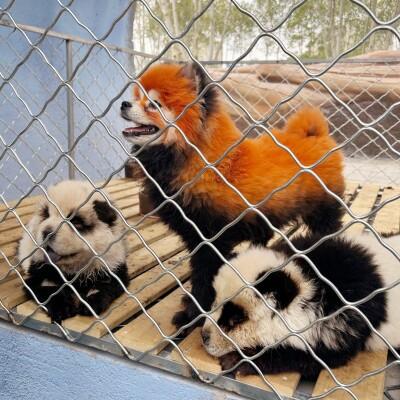 動物園でまたも「毛染めパンダ犬」、苦情相次ぎ展示取りやめ―中国
