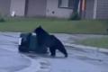 「どうしても開けられない！」クマが町でゴミ箱を漁ろうと奮闘【動画】