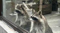 青森県で子グマサイズのアライグマが出現 ネットでは「注意はすべき」の声ものイメージ画像