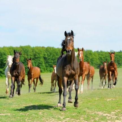 今年最初の新馬戦に将来の重賞勝ち馬が出る？はず