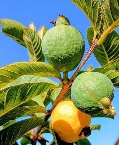 何の実かわかりました。