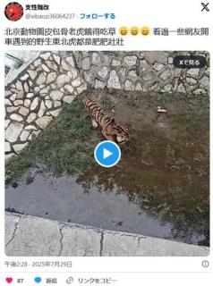 中国北京動物園の痩せたトラ、お腹が空きすぎて草を食べている姿が話題に