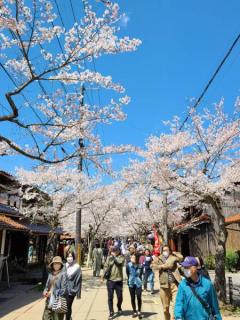 新庄村の桜のイメージ画像