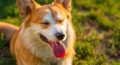 ペット飼育世帯が「600万」に迫る…月の飼育費用は「2万円」以上に＝韓国