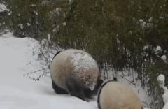 思わずほっこり！パンダの親子がお尻をフリフリして歩く映像公開―中国