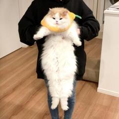「大嫌いな爪切りでムッスー」 不機嫌モード全開の猫さん