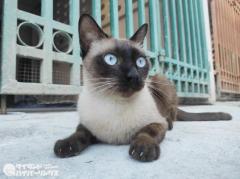 タイ原産シャム猫の平均寿命は11.7歳、もっとも短命はスフィンクス猫の6.7歳のイメージ画像