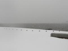 吹雪の宍道湖のイメージ画像
