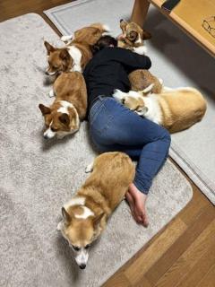 「おちりーず」に完全包囲されて眠る母5匹のコーギーが守る“幸せすぎる寝姿”のイメージ画像