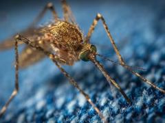 数百万匹の蚊が「生物兵器」として空から撒かれていた!? 機密解除文書が暴いた米軍“蚊の大群・致死作戦”のヤバすぎる実態のイメージ画像