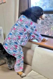 犬なのに人間？Xで話題の「ギリギリイヌ」に爆笑のイメージ画像