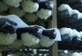 「菌」類を金へ、白キクラゲを一大産..