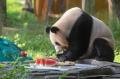 動物たちも涼しく！重慶動物園の暑さ対策―中国