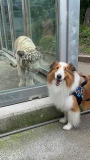 猛獣vsシェルティ？ ガラス越しの駆け引きにクスッとする人続出