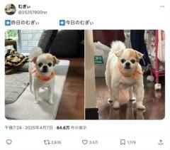 かわいいチワワが突然バルクアップ！？たった1日での変わりように目を疑う
