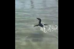 マゼランペンギンがブラジルのビーチに現れ、海水浴客と一緒に泳ぐ【動画】のイメージ画像