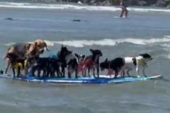 数多くの犬たちが、1つのサーフボードで波乗り【動画】