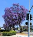 紫雲木の魔法 -Jacaranda magic-